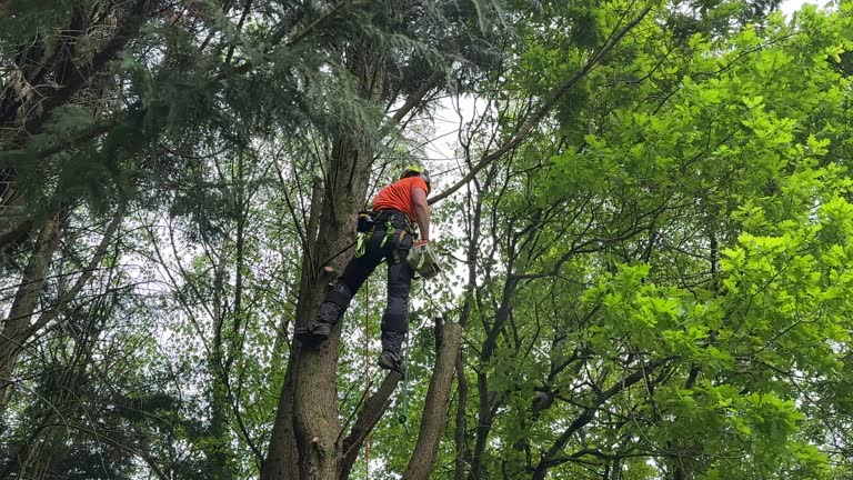 Trusted Anaconda, MT  Tree Services Experts