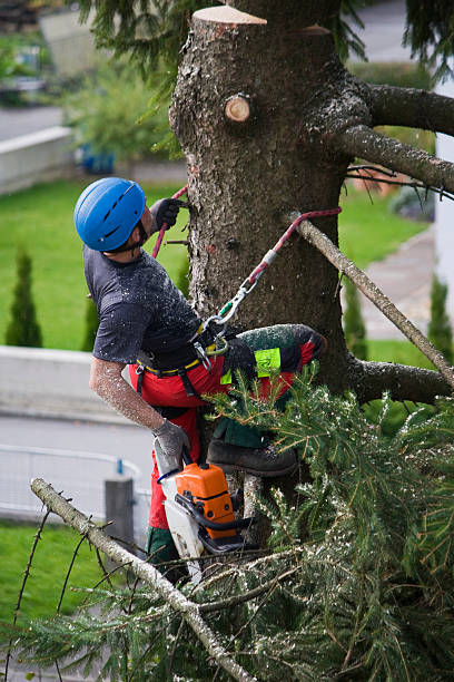 How Our Tree Care Process Works  in  Anaconda, MT